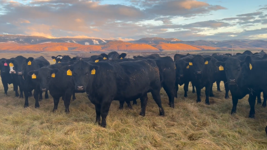 BRED HEIFERS FORSALE! -BH1120B5